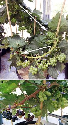 Vitis vinifera L. Fruit Diversity to Breed Varieties Anticipating Climate Changes